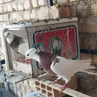 یجفت کبوتر طوقی نر و ماده آماده جفتن|پرنده|اصفهان, عاشق‌آباد|دیوار