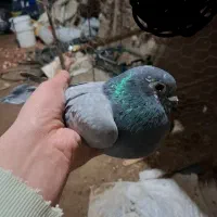 کبوتر|پرنده|بستان آباد, |دیوار