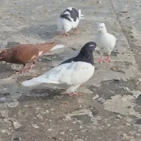 چپ سیاه|حیوانات|بجنورد, |دیوار