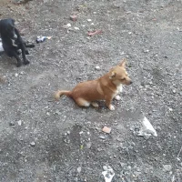 سگ پاکوتاه