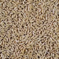 فروش گندم|حراج|جوین, |دیوار