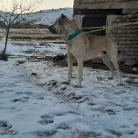 سگ سرابی|سگ|ترکمانچای, |دیوار