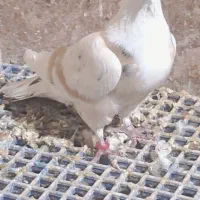 کفترکلاغ کربلایی کاکلی کله سفیدسر سفید کاکلی|پرنده|کاشمر, |دیوار