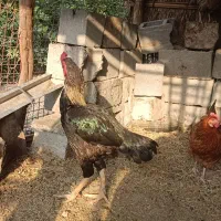 پرندگان|پرنده|رودخانه, |دیوار