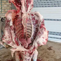 خرید.فروش.گاو گوساله افتاده اورژانسی پاشکسته