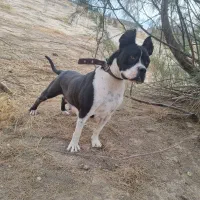 فروش سگ باکسر شجره دار