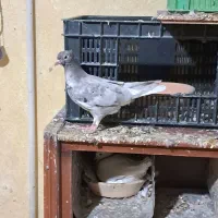 شاهطوطی.گرینچیک.کبوتر.کفتر|پرنده|همدان, |دیوار