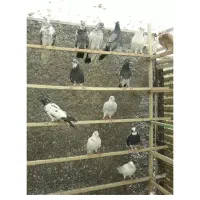 ۵۰طوق کبوتر پرشی