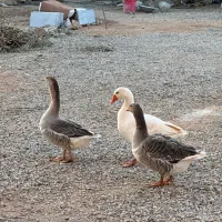 غاز و قوغاز|حیوانات مزرعه|بروجن, |دیوار