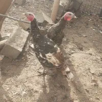 بوقلمون نرماده