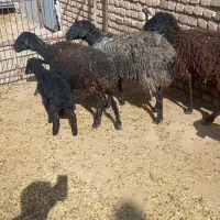 فروش میش بره دار