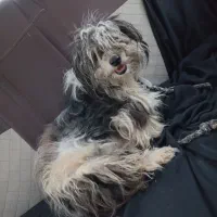 واگذاری سگ شیتزوتریر