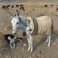 الاغ ماده گله گرد