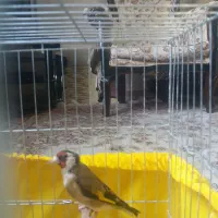 سهره ماده|پرنده|ری, شهید غیوری (ابن باویه)|دیوار