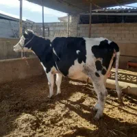 گاو سر سینه ۱۵ روز مانده بزاه شکم دوم قیمت۲۴۰ملیون