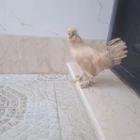 خروس لهستانی سلطان
