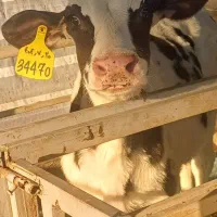 گوساله قطع شیر هلشتاین