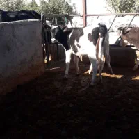 گاو وگوساله|حیوانات مزرعه|کوهدشت, |دیوار