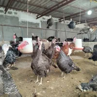 بوقلمون‌بالغ‌تخم‌گذار