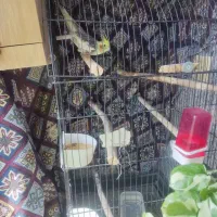 عروس هلندی جفت|پرنده|فردیس, شهرک ناز|دیوار