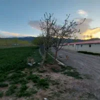 مرغداری گوشتی ۲۵ هزار قطعه اتوماتیک|فروش دفتر صنعتی، کشاورزی، تجاری|ثمرین, |دیوار