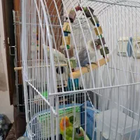 طوطی کوتوله برزیلی|پرنده|سلطانیه, |دیوار