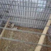 فنچ|پرنده|نسیم‌شهر, |دیوار