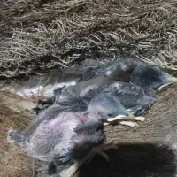 مرغ مینا جوجه