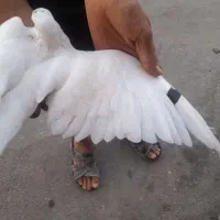 کفتر|پرنده|شیراز, شهرک بهار|دیوار