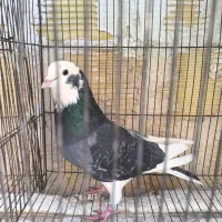 کفتر|پرنده|اصفهان, هفتون|دیوار