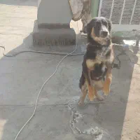 سگ  باهوش ماده معاوضه ومفت دومیلیون