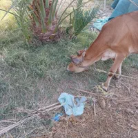 گوساله سوزنی نسل شیری