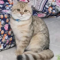 گربه نژاد‌دار خانگی