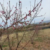 باغ در جاده دانشگاه