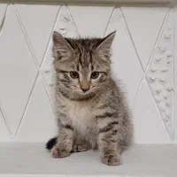 گربه شیطون وبازیگوش