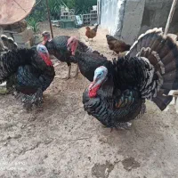 بوقلمون برنزه