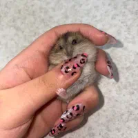 همستر روبروویسکی یا کمپل