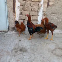 خروس لاری و مرغ رسمی