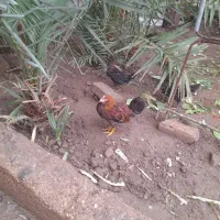 مرع.خروس.نیمچه|حیوانات مزرعه|اهواز, کیانپارس |دیوار