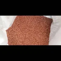 گندم ۲۹هزارتومن|گل و گیاه طبیعی|بندر ماهشهر, |دیوار