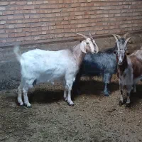 بز آبستن سنگین نهایت یه هفته