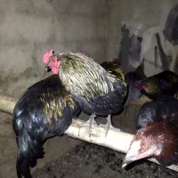 تعدادی خروس زیر قیمت حراج شده