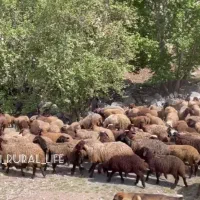 فروش تعدادی گوسفند با بره|حیوانات مزرعه|نوبران, |دیوار