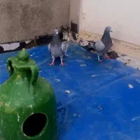 کبوتر مسافتی و پرشی|پرنده|خوی, |دیوار