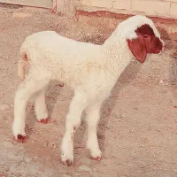 گوسفند یا بره نر