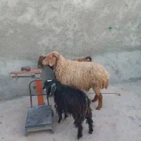 گوسفند|حیوانات مزرعه|خرم‌آباد, |دیوار