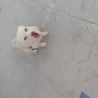 پاپی نر|سگ|کاشمر, |دیوار