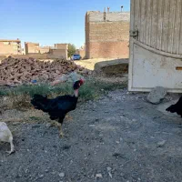 مروغ وخروس