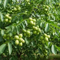 نهال گــردو با سود تضمینی ، فقط برای تعداد محدود|گل و گیاه طبیعی|تهران, آبشار|دیوار