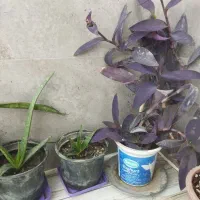 فروش گل های آپارتمانی وبیرونی|گل و گیاه طبیعی|آزادشهر, |دیوار